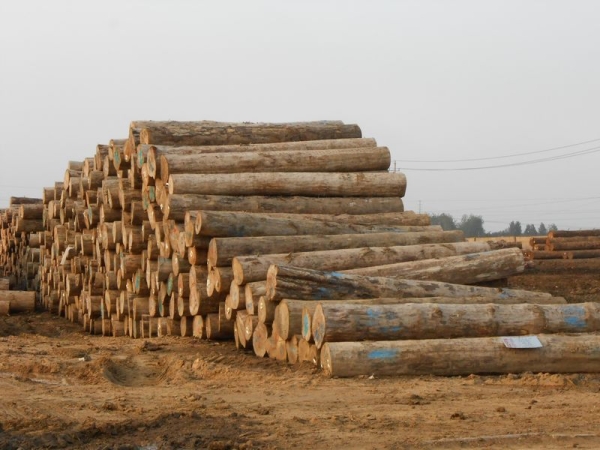 木材报价 2023年6月第三周各地区木材价格 附林信优选修建模板报